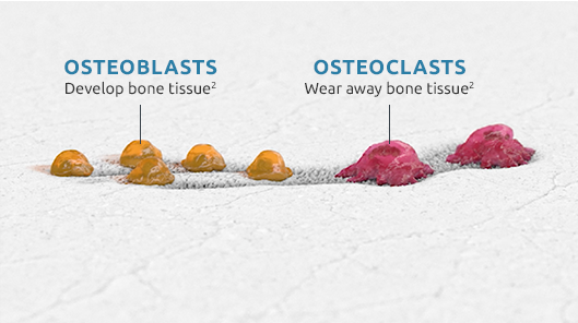 Illustration of osteoblasts and osteoclasts and their respective roles in bone remodeling
